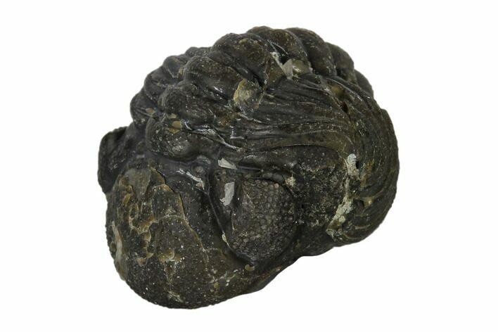 Bargain, Enrolled Austerops Trilobite - Morocco #119041